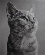 Learn How to Draw Photorealistic Cat Portrait Tutorial (A3 Graphite Pencils)